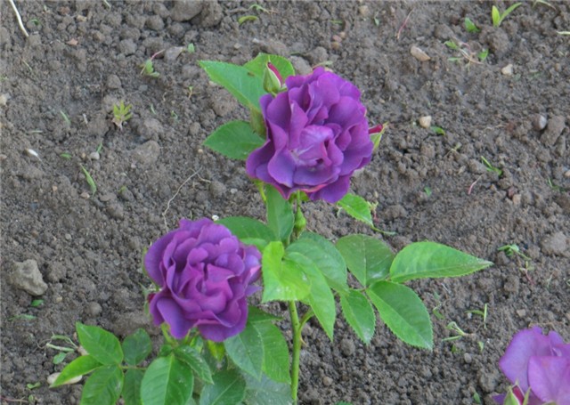 Rhapsody in blue